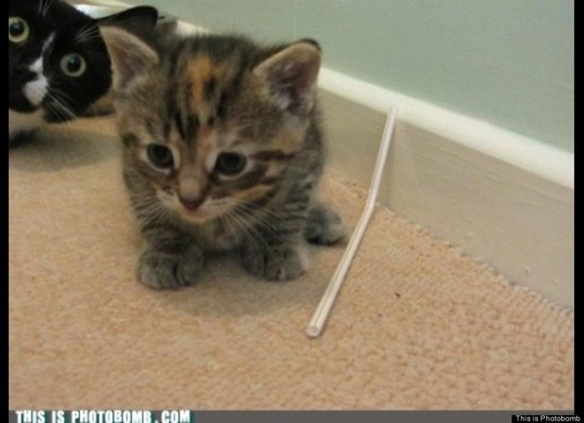 via: thisisphotobomb.memebase.com