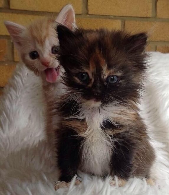 via: imgur.com
