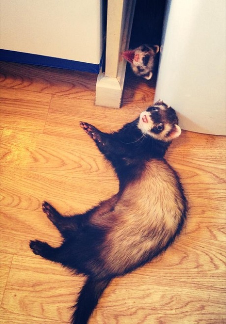 via: cuteoverload.com