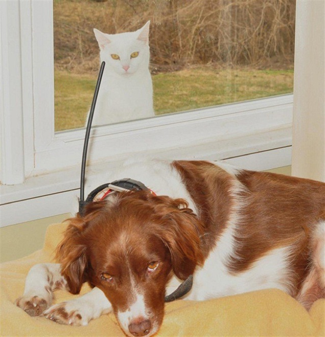 via: weruletheinternet.com