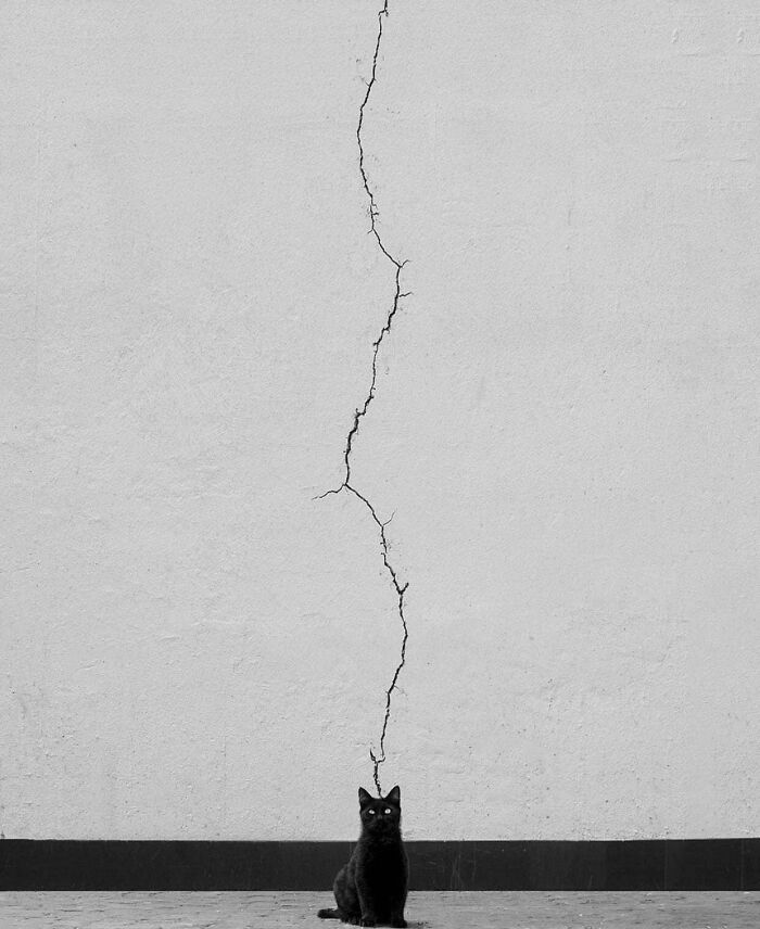 A curious black cat sits beneath a long crack on a white wall, provoking thoughts of 'hmmm'.