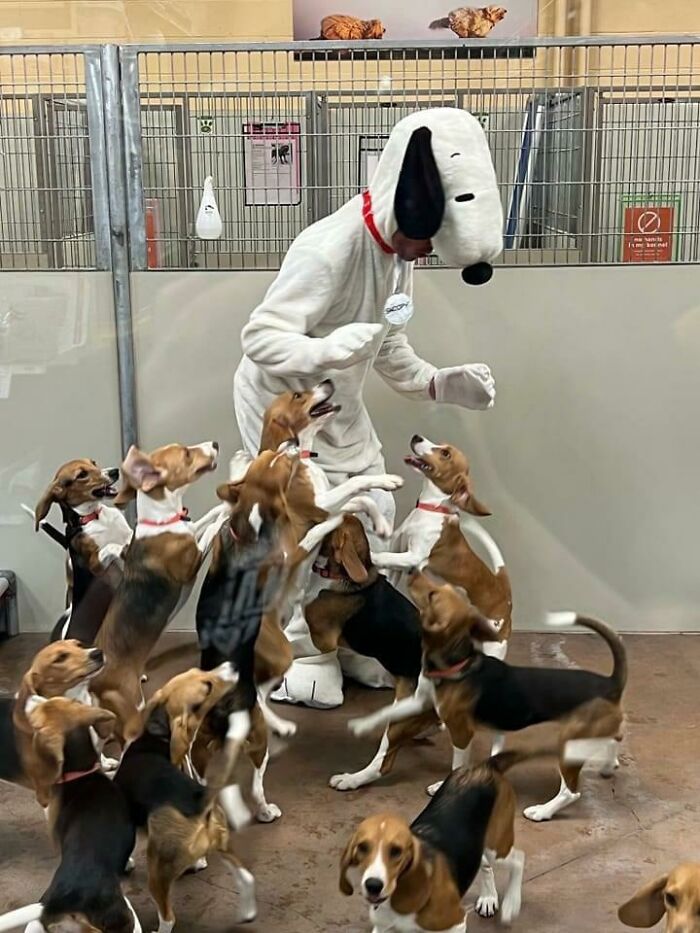 Person in Snoopy costume surrounded by playful beagle puppies, an amusing sight that made people go 'hmmm'.