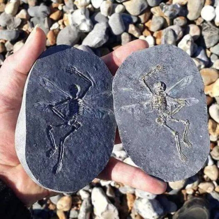 Hands holding two stones with intriguing skeletal imprints.