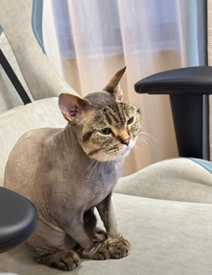Cat with an unusual mix of features sitting on a chair, inspiring a "hmmm" moment.