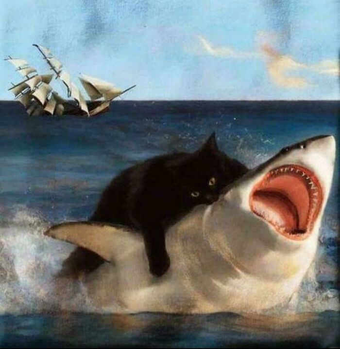 A black cat riding a shark in the ocean with a sailing ship in the background; an unusual sight prompting curiosity.