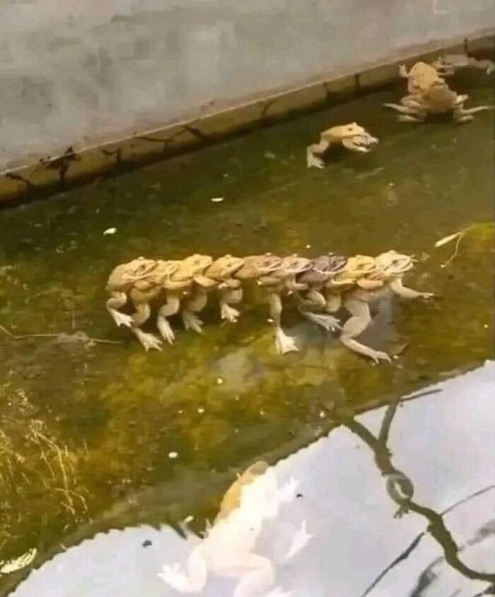 A line of toads stacked on each other in a pond, creating a curious sight.