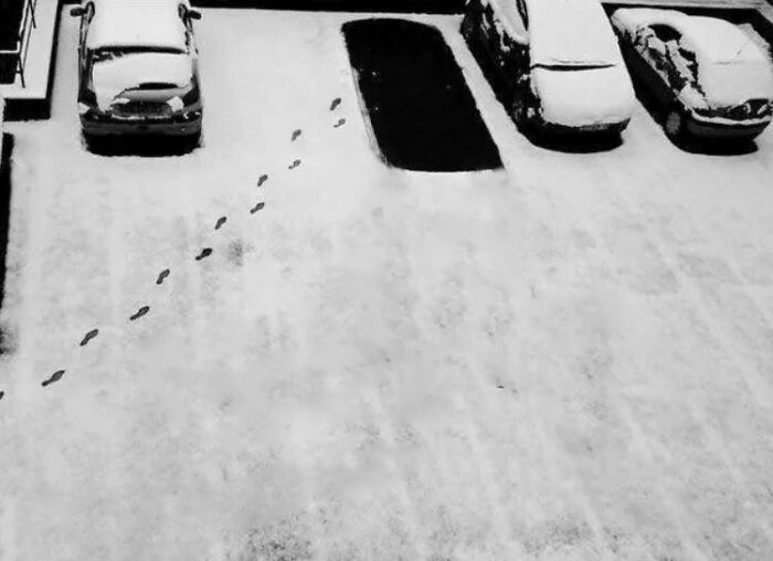 Footprints in snow leading to parked cars, creating a curious and intriguing scene.